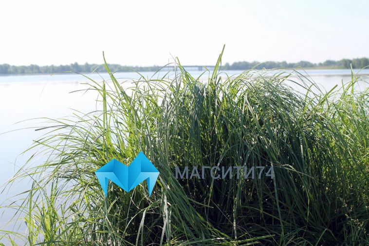 Тело искали три дня: на озере Соленом мужчина ушел под воду
