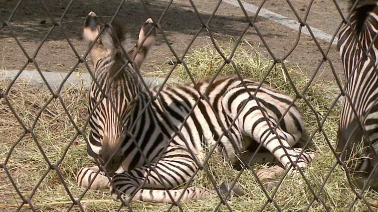 В Челябинском зоопарке впервые на Урале родился жеребенок зебры