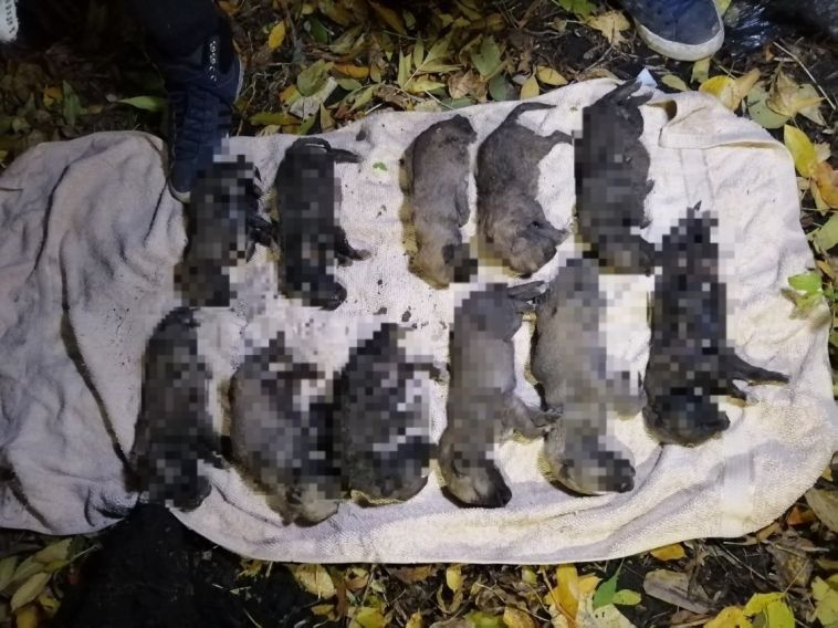 «Разорвало петардами»: в Башкирии подростки жестоко расправились с щенками
