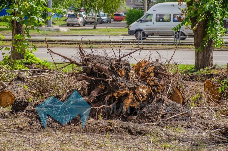Городские службы срубили более 250 деревьев за две недели