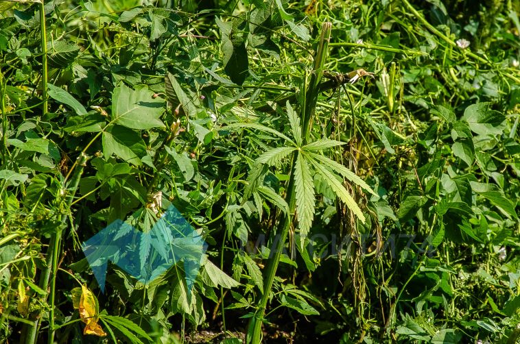 Двух магнитогорцев задержали в Белорецке с наркотиками