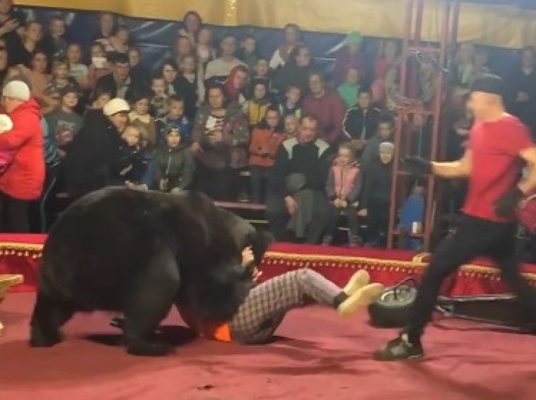В Карелии цирковой медведь напал на дрессировщика во время представления
