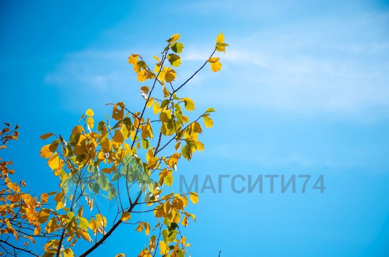 Цыплят по осени считают. И еще 5 способов разнообразить свою осень