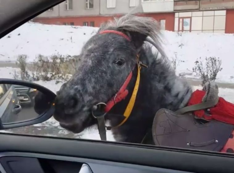 В Магнитогорске водитель спас пони, бежавшего по дороге