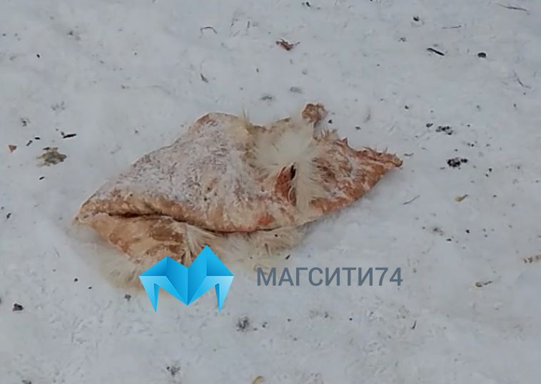 Жительница Магнитогорска обнаружила в садах шкуры пяти убитых собак