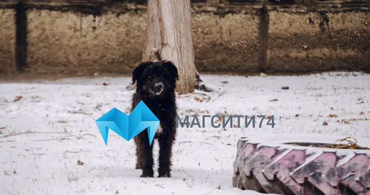 Три смертельных случая бешенства зарегистрировали под Магнитогорском