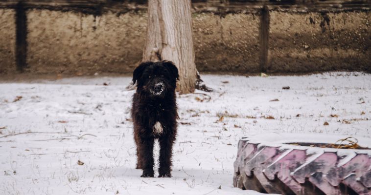 В Магнитогорске бездомных животных будут отпускать на волю после передержки в приюте