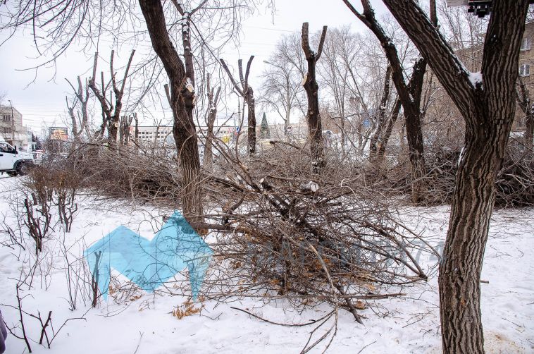 В Магнитогорске снесли деревья без разрешающих документов