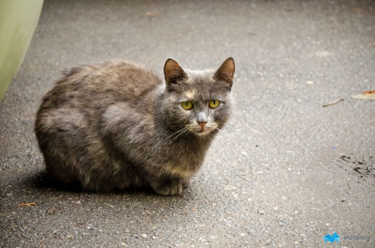 В России у кошки обнаружили коронавирус