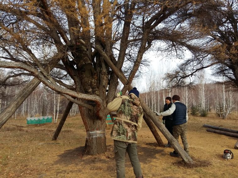 Активисты пытаются спасти кужановские лиственницы