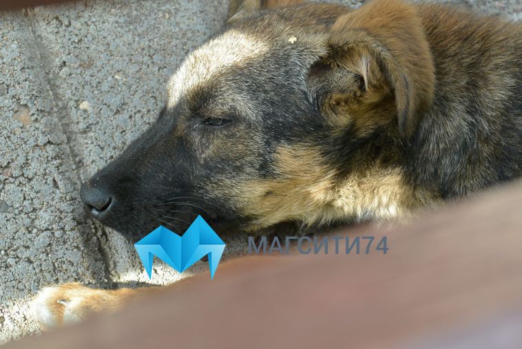 Жительница Челябинска привязала своего пса к двери ветеринарной клиники