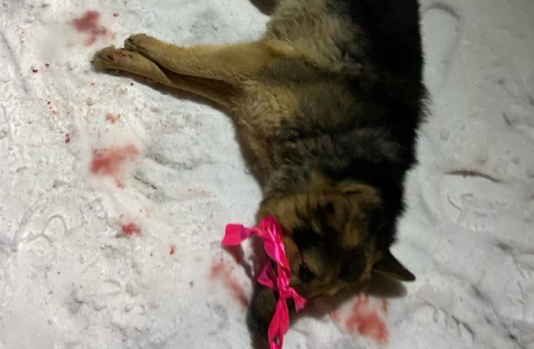 В Магнитогорске неизвестные сбросили собаку с окна многоэтажки