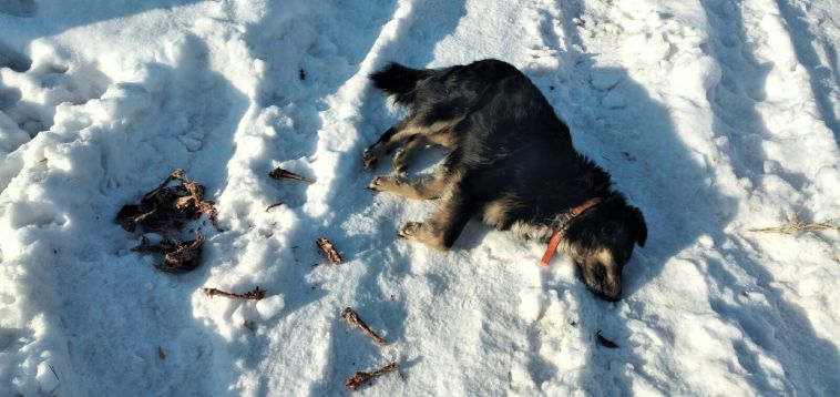 «Они увидели своего пса мертвым»: в Магнитогорске вновь убили несколько четвероногих