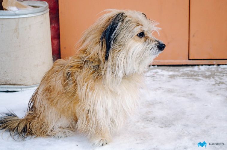 В Челябинской области осудят хозяйку агрессивной собаки, откусившей ребёнку часть губы