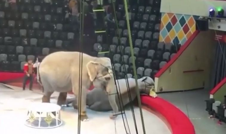 В цирке слоны упали на зрительные места во время представления