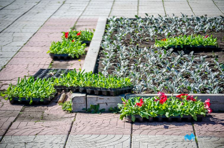 Город становится ярче. До конца июня в Магнитогорске высадят более 700 тысяч цветов