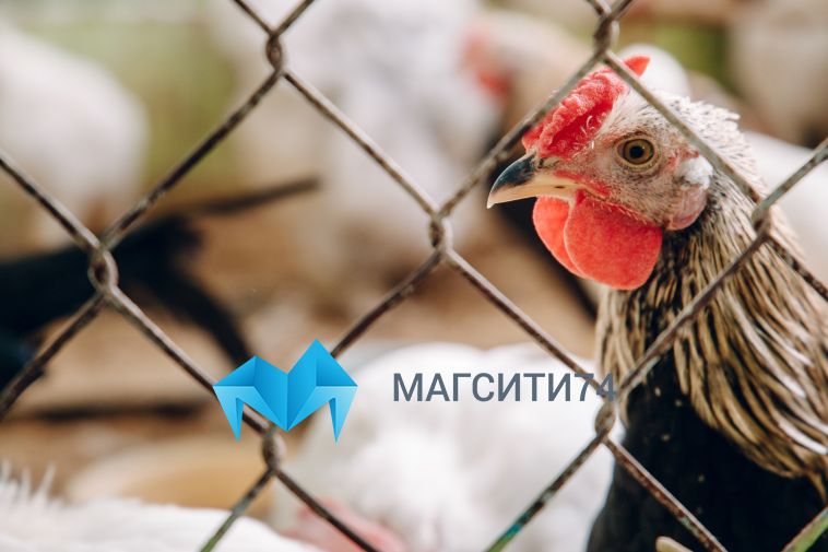 В Челябинской области произошла вспышка птичьего гриппа
