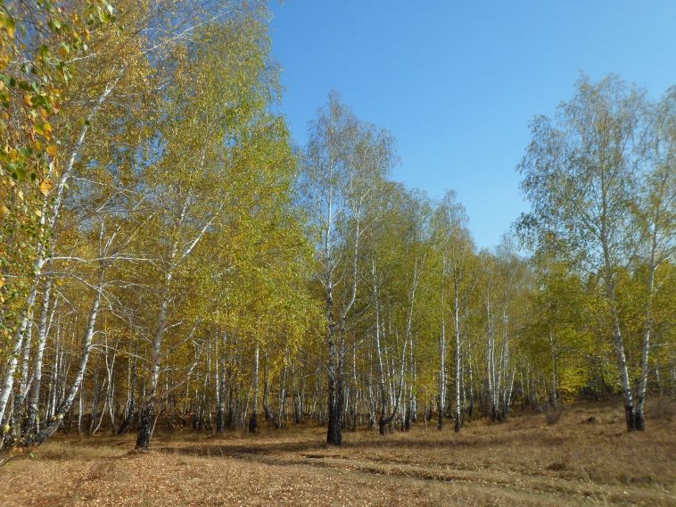 В Челябинской области ожидаются заморозки