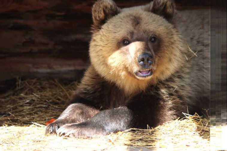 Под Магнитогорском спасли второго медвежонка, который остался без мамы
