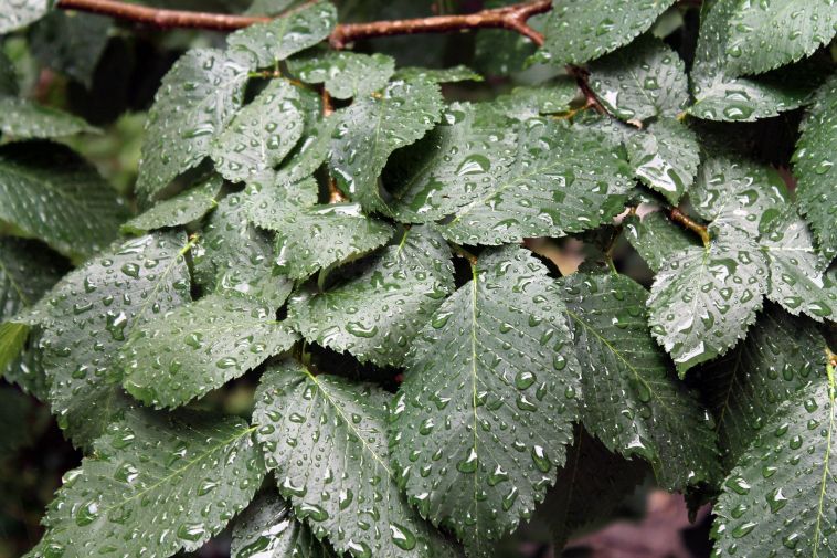 В Магнитогорске всю неделю будут идти дожди