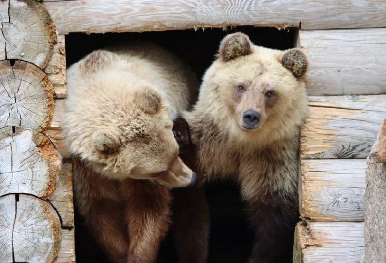 В челябинском зоопарке состоялась встреча сестёр-медведиц, которых нашли под Магнитогорском