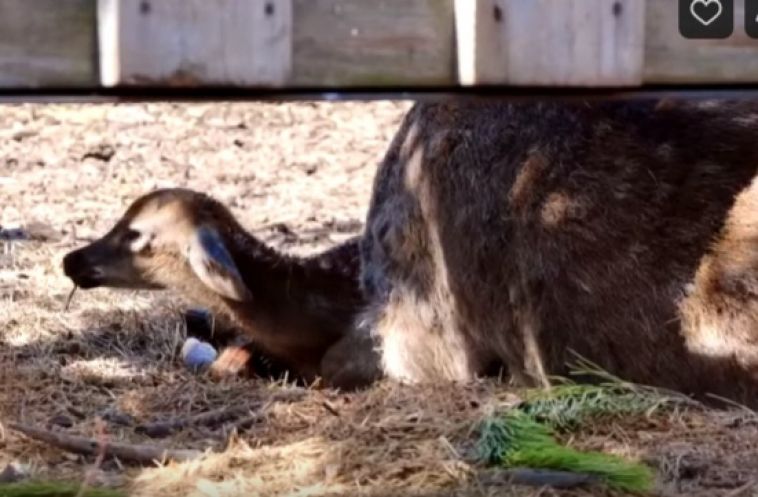 В Челябинском зоопарке появился на свет оленёнок