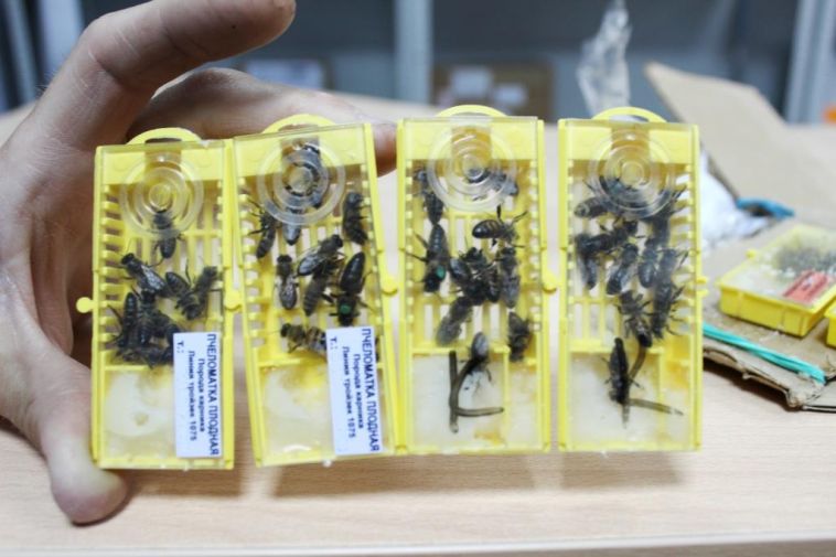 В Челябинскую области из Адыгеи отправили пчёл