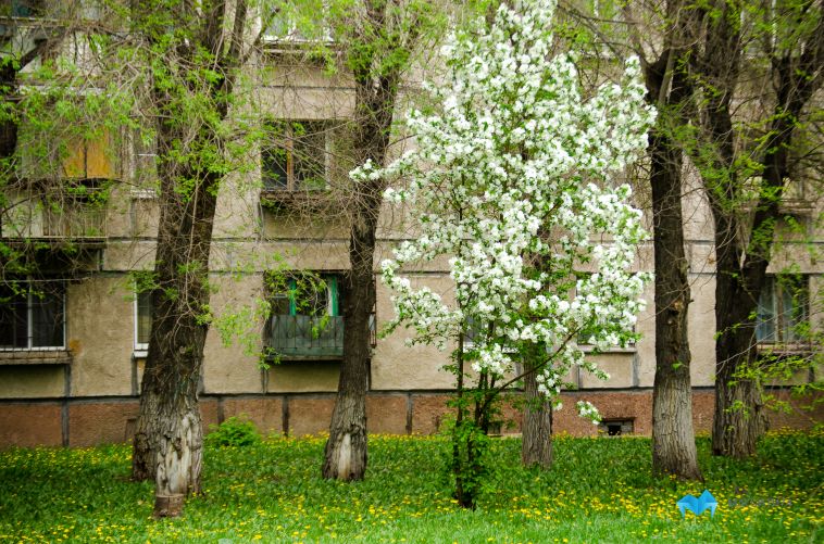 В Магнитогорске в парке жители нашли ядовитое растение
