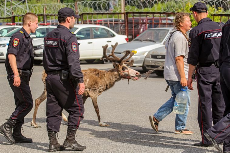 В Челябинской области нашли оленя, сбежавшего во время Сабантуя
