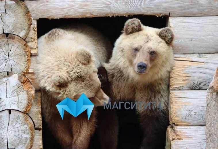 В Челябинском зоопарке показали игры сестёр-медведиц, найденных под Магнитогорском