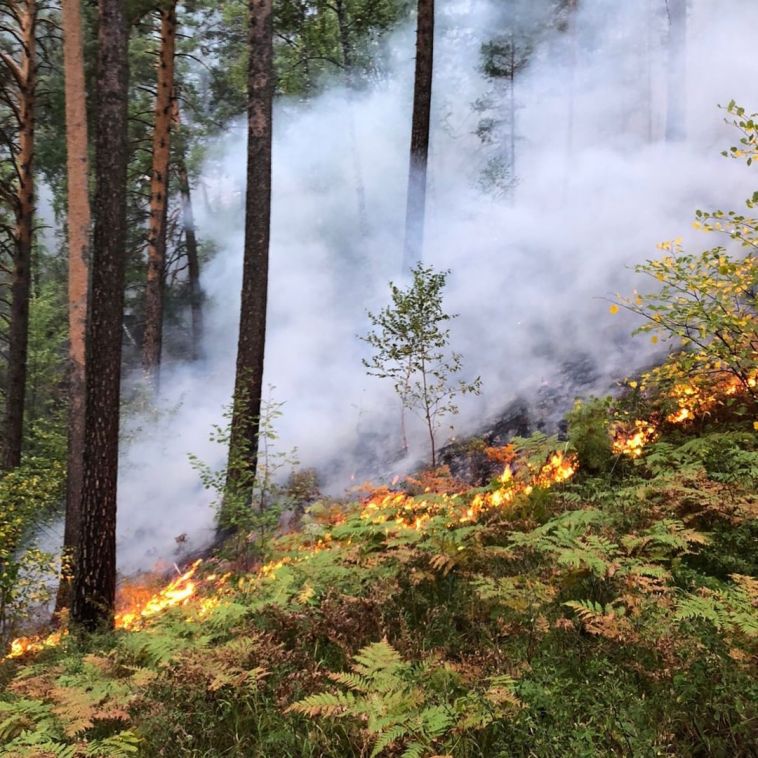 Спасатели Челябинской области тушили лесные пожары в регионе