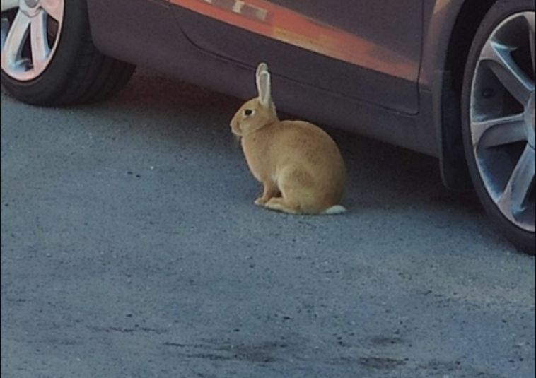 В Магнитогорске по улицам города бегает кролик