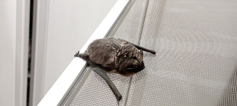 В Магнитогорске к горожанке на окно прилетела летучая мышь