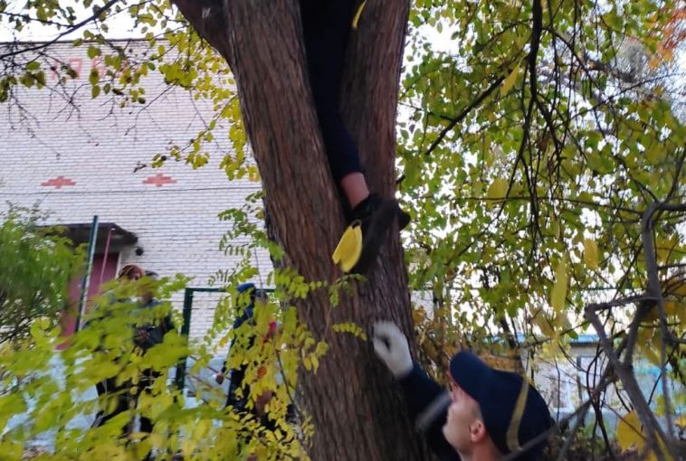 В Челябинской области спасатели помогли мальчику, застрявшему на дереве
