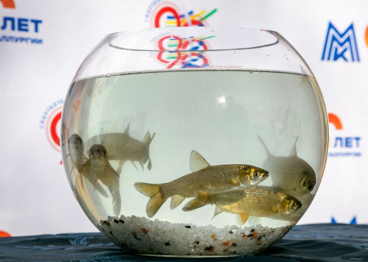 ММК повышает биоразнообразие реки Урал