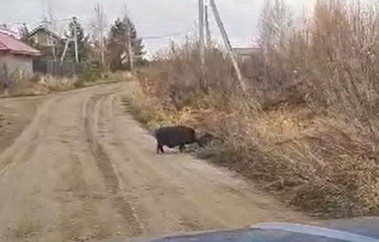 В Челябинской области жители деревни заметили кабанов