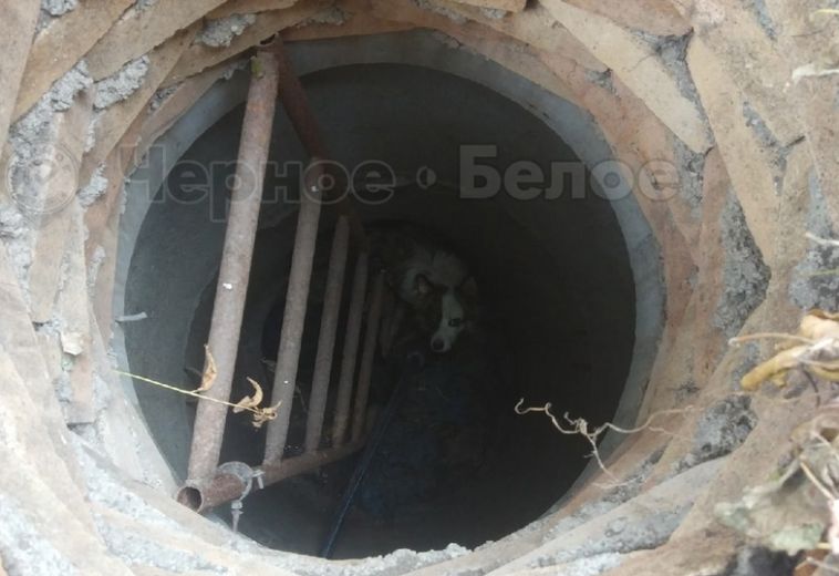 В Магнитогорске упавших в колодец собак спасли работники «Водоканала»