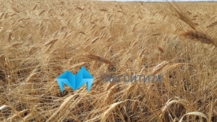 Более двух млн тонн! В Челябинской области собрали рекордное количество зерна