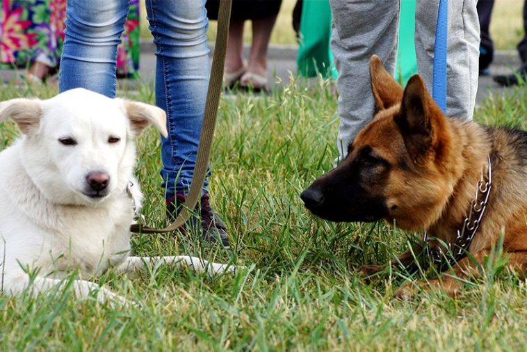 В Магнитогорске с владелицы собаки взыскали более 100 тысяч