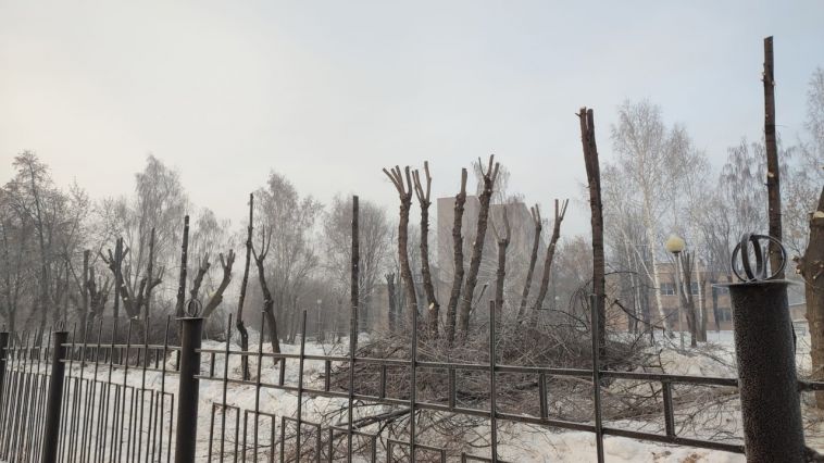Магнитогорцы пожаловались на неправильную обрезку лип в районе третьей городской больницы
