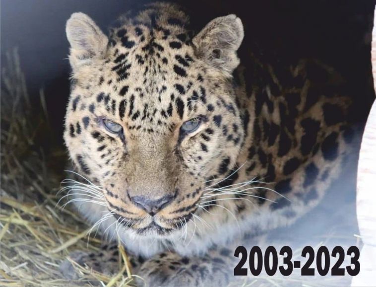 В зоопарке Челябинска не стало леопарда Филиппа